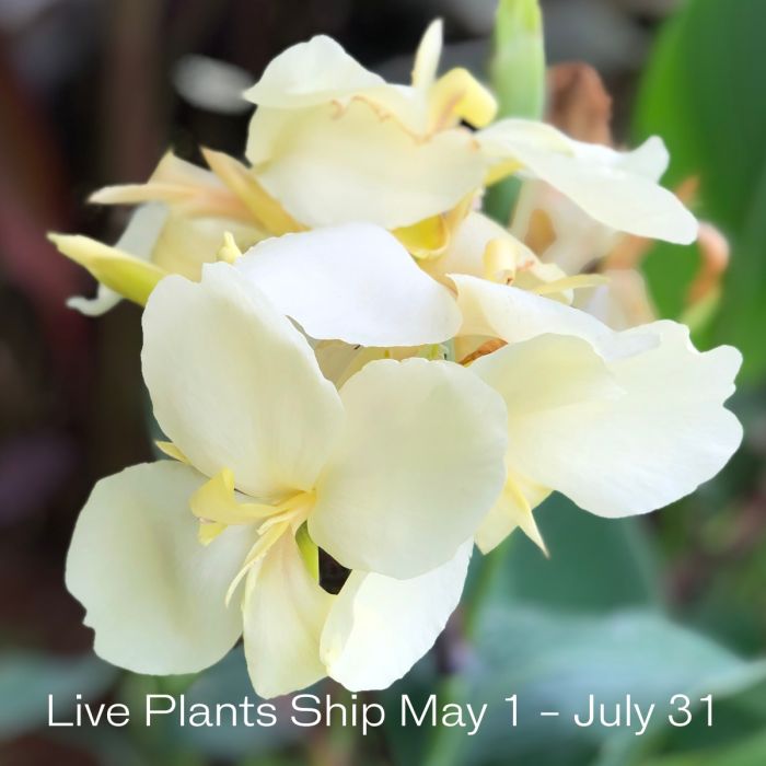 Alaska Plant