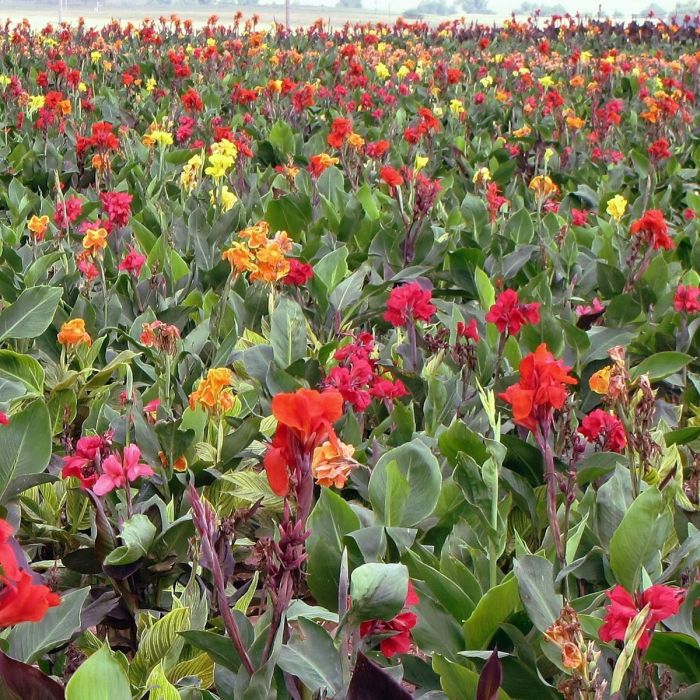 Assorted Dwarf Bulbs