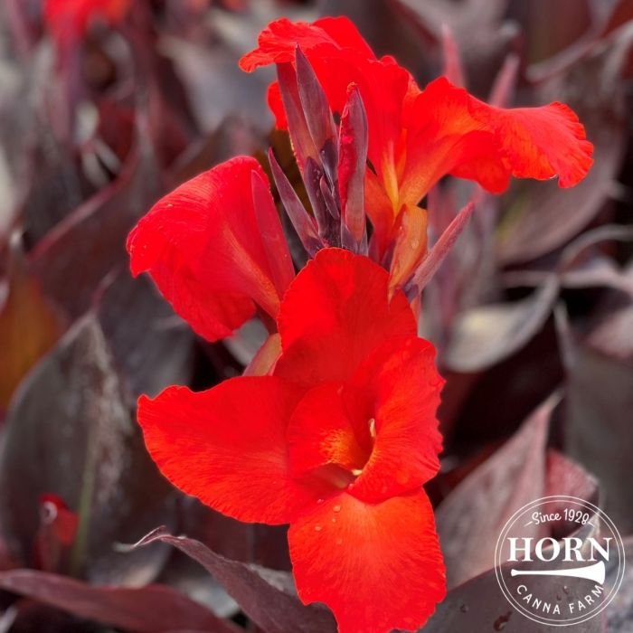 Australia Plant 4 Pack