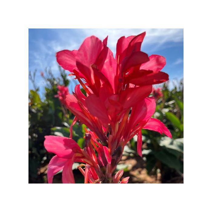 Berry Pink Bulb