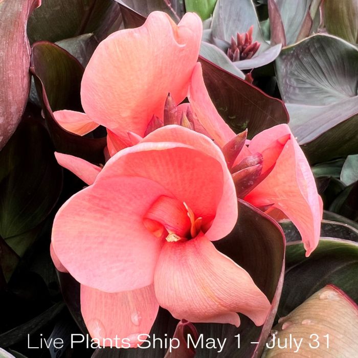Cannova® Bronze Peach Plant