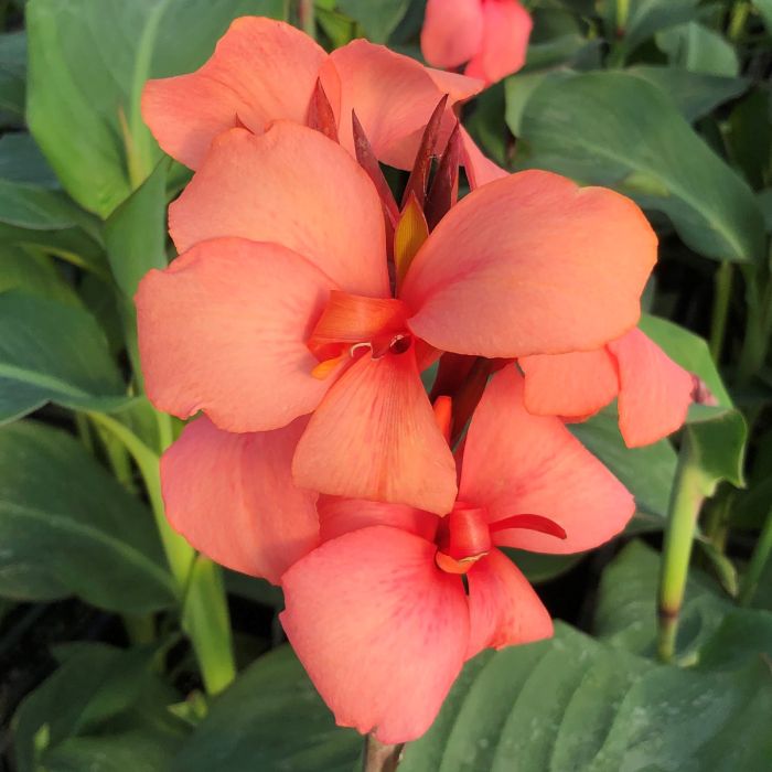 Cannova® Mango Plant