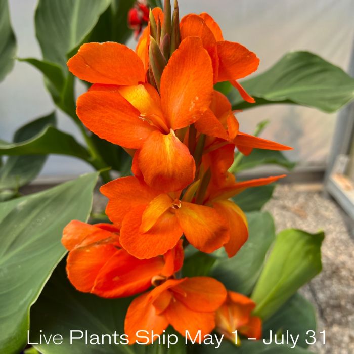 Cannova® Orange Shades Plant