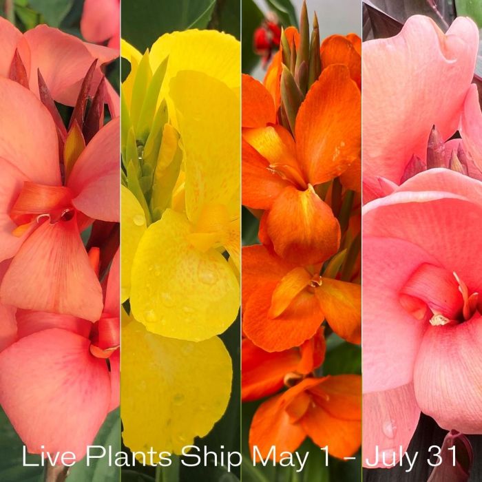 Cannova® Quad Plants