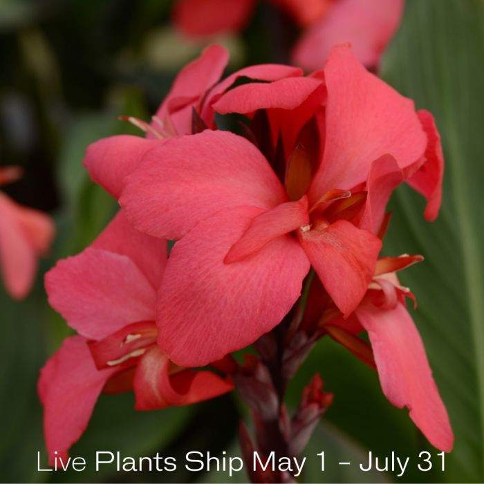Cannova® Rose Plant