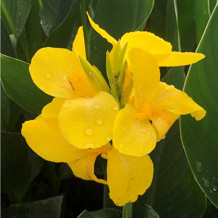 Cannova® Yellow Plant