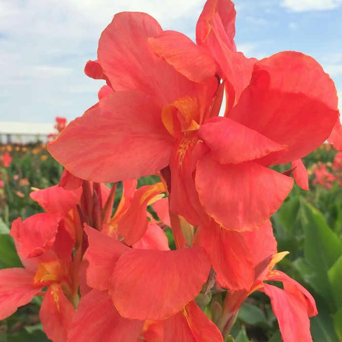 City of Portland Bulb