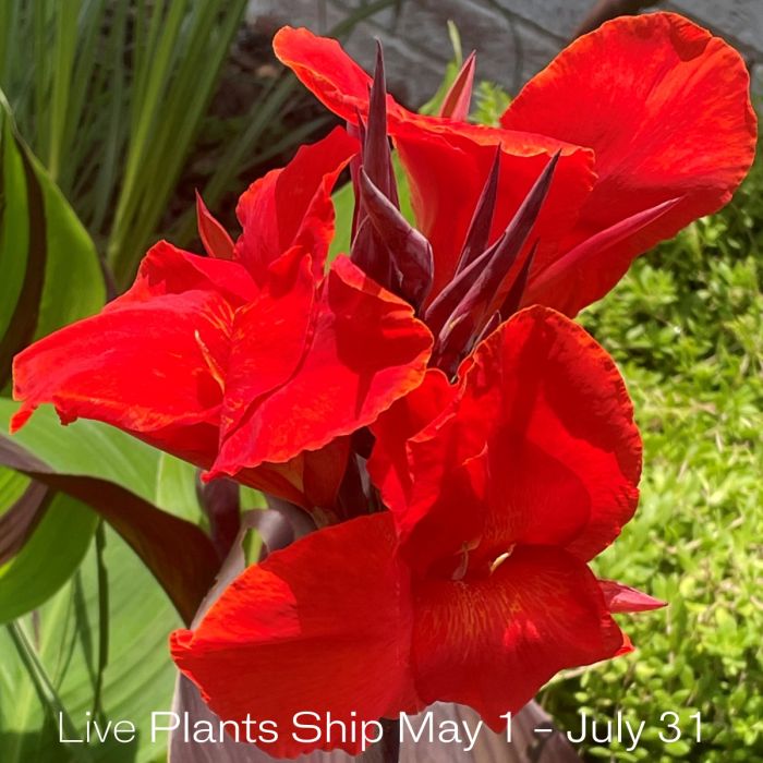Cleopatra Red Plant