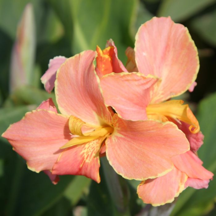 Corsica Bulb