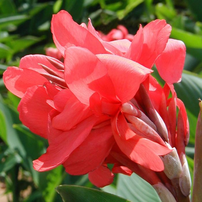 Crimson Beauty Bulb