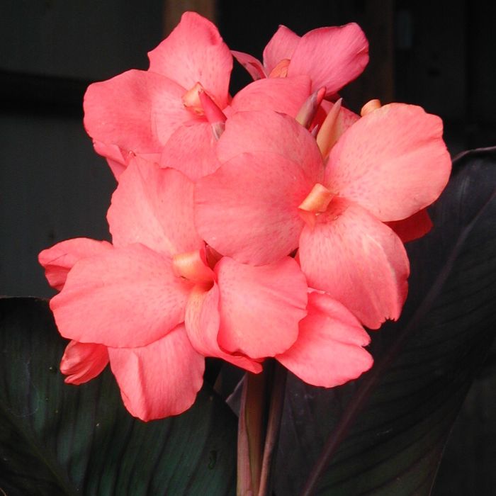 Dawn Pink Bulb