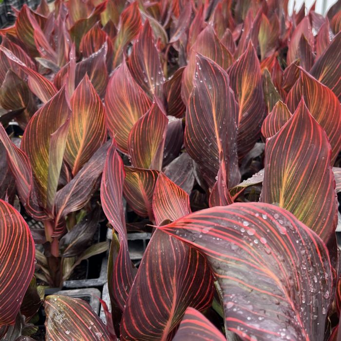 Durban Plant