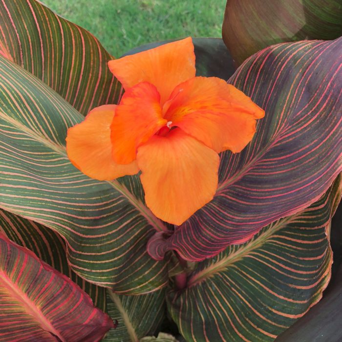 Durban Bulb