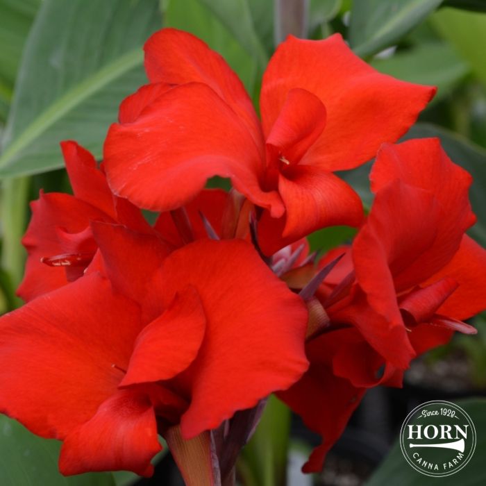Fire Dragon Plant