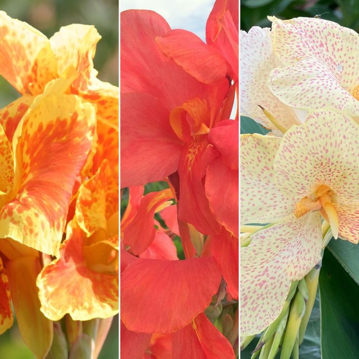 Medium Height Collection Bulbs