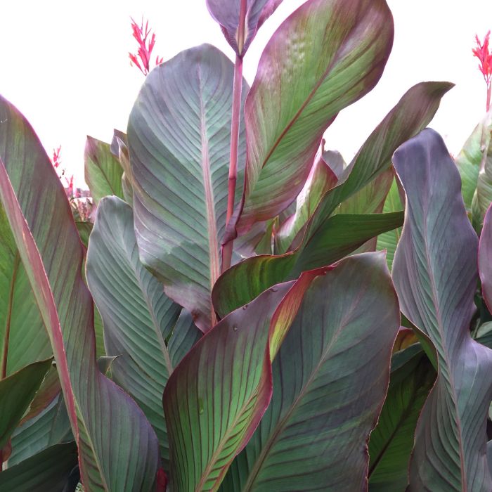 Musifolia Bulb