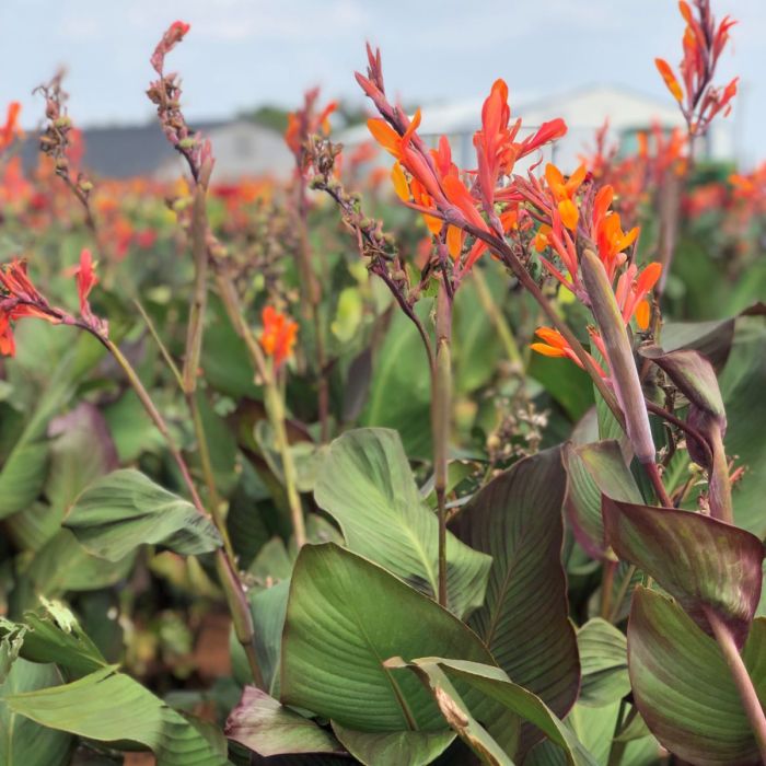 Orange Musifolia Bulb