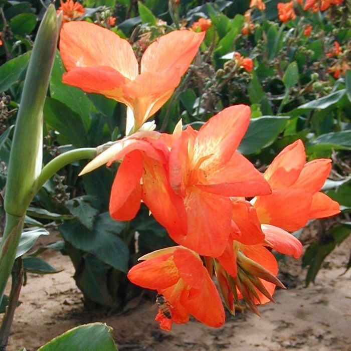 Orange Punch Bulb