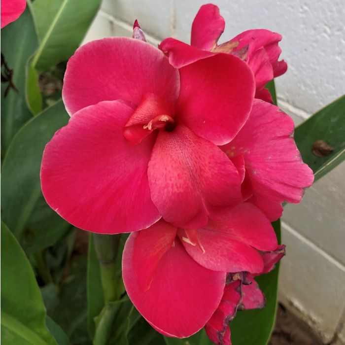 Pink Magic Bulb