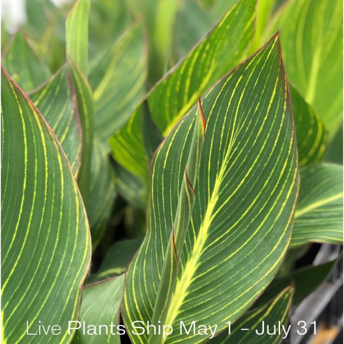 Pretoria Plant