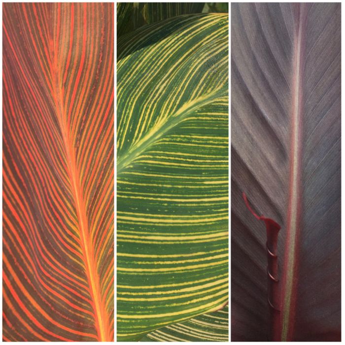 Safari Collection Plants