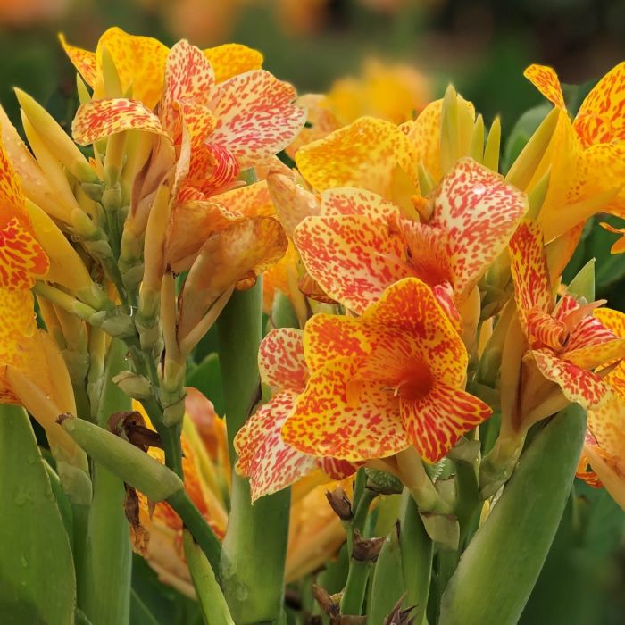 Tenerife Bulb