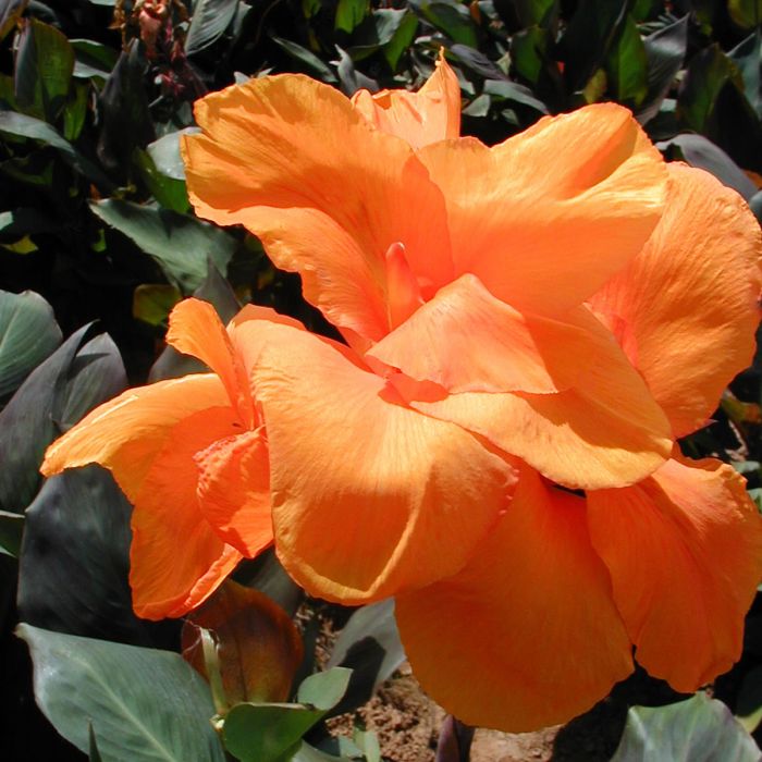 Wyoming Bulb