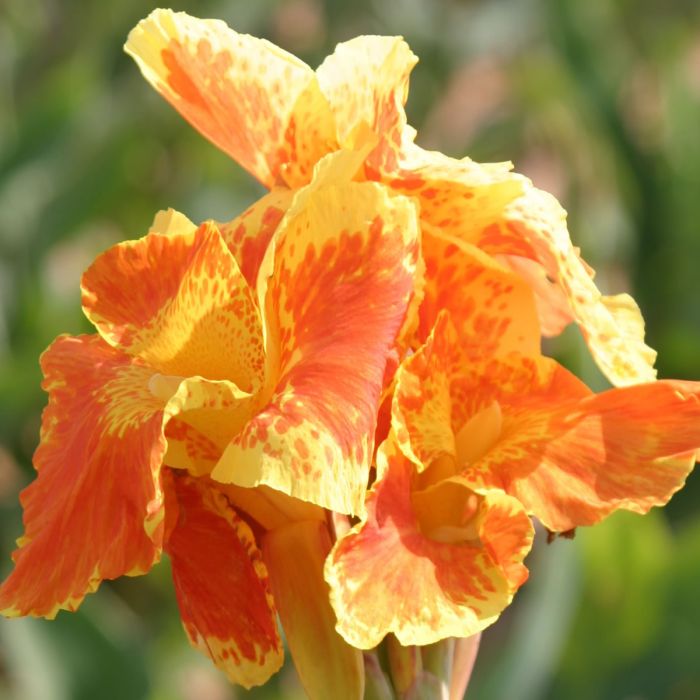 Yellow King Humbert Bulk 25