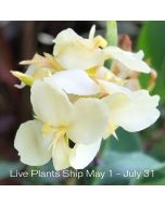 Alaska Plant