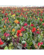 Assorted Dwarf Bulbs