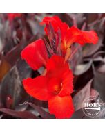 Australia Plant 8 Pack