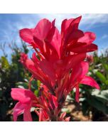 Berry Pink Bulb