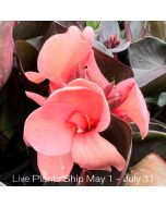 Cannova® Bronze Peach Plant