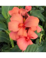 Cannova® Mango Plant
