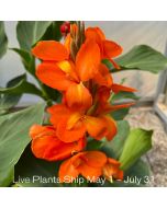 Cannova® Orange Shades Plant