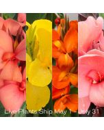 Cannova® Quad Plants