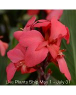 Cannova® Rose Plant