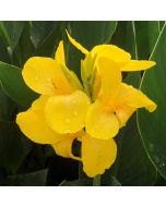 Cannova® Yellow Plant