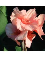 Chinese Coral Bulb