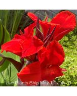 Cleopatra Red Plant