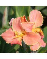 Corsica Bulb