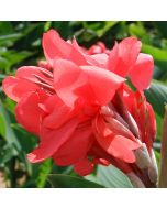 Crimson Beauty Bulb
