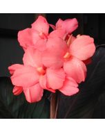 Dawn Pink Bulb