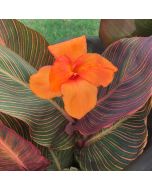 Durban Bulb