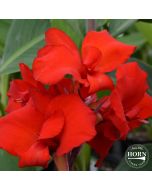 Fire Dragon Plant