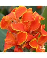 Madeira Plant