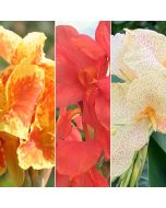Medium Height Collection Bulbs