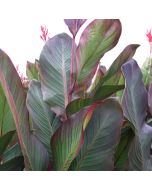 Musifolia Bulb