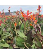 Orange Musifolia Bulb
