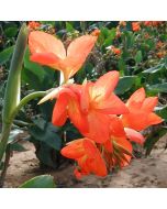 Orange Punch Bulb